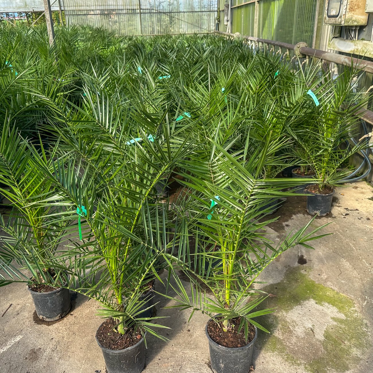 Obrázok Datľovník kanársky (Phoenix canariensis) - výška 120-140 cm, kont. C10L (-6°C)
